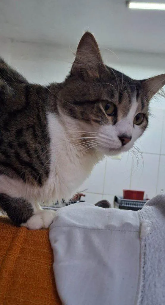 Gato ra a SRD-ViraLata idade 2 a 6 meses nome Falar com Roberta - Whats 11 94609-9248