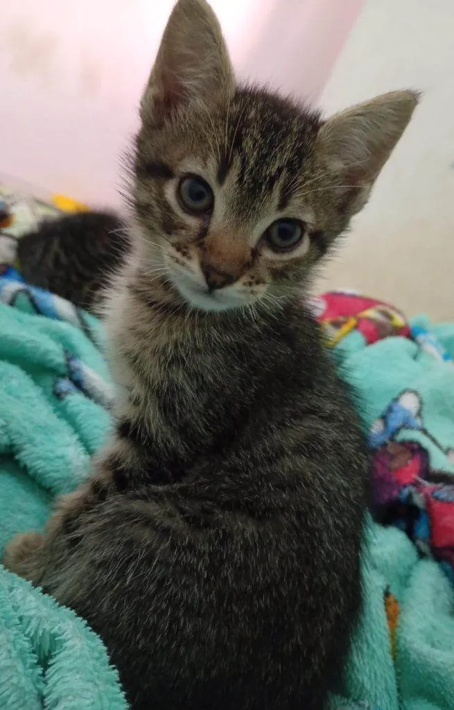 Gato ra a SRD-ViraLata idade 2 a 6 meses nome Falar com Roberta - Whats 11 94609-9248