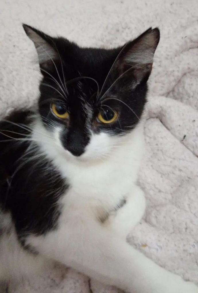 Gato ra a SRD-ViraLata idade 2 a 6 meses nome Falar com Roberta - Whats 11 94609-9248