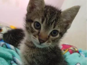 Gato raça SRD-ViraLata idade 2 a 6 meses nome Falar com Roberta - Whats 11 94609-9248