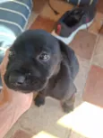 Nala