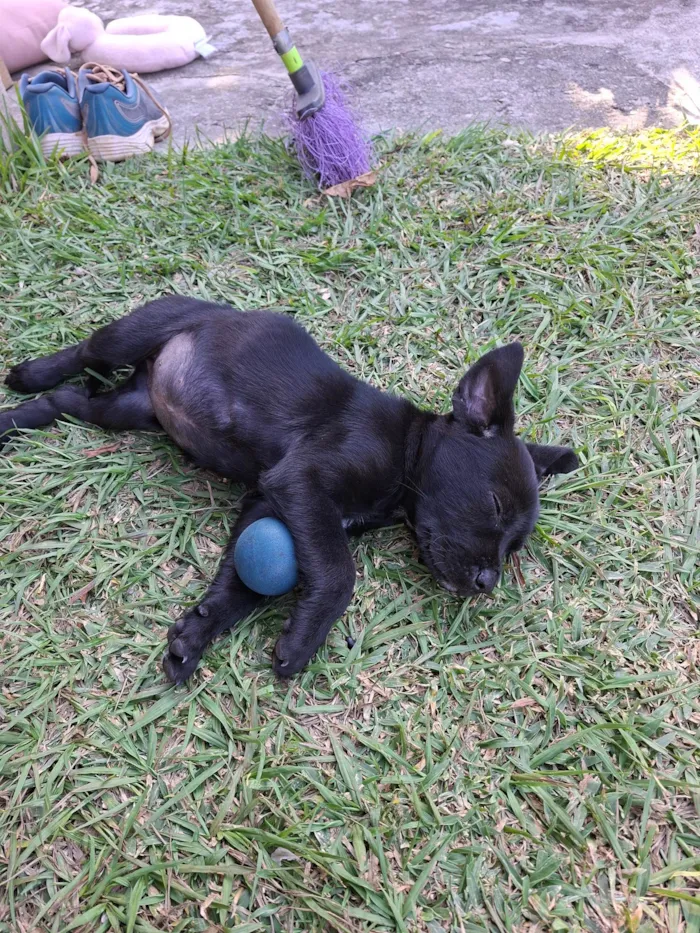 Cachorro ra a SRD-ViraLata idade 2 a 6 meses nome Nala