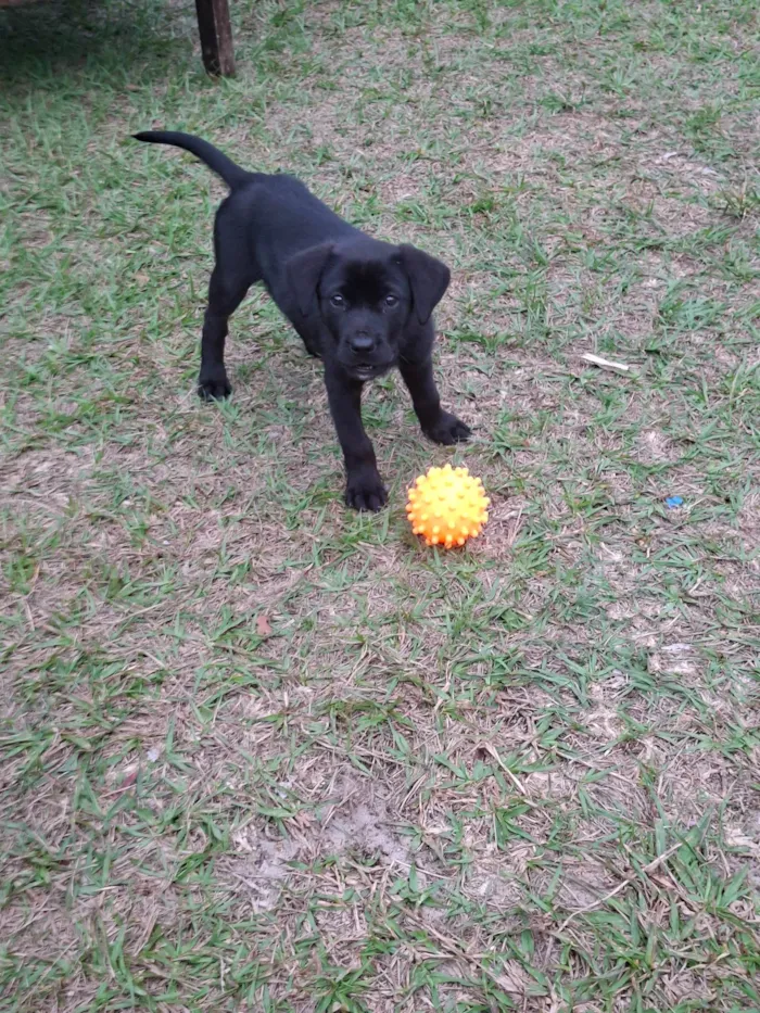 Cachorro ra a SRD-ViraLata idade 2 a 6 meses nome Nala