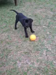 Nala