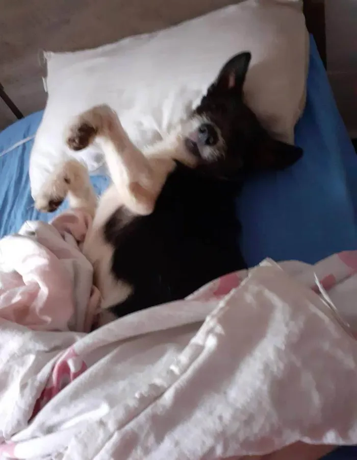 Cachorro ra a SRD-ViraLata idade 2 a 6 meses nome Falar com Roberta - Whats 11 94609-9248