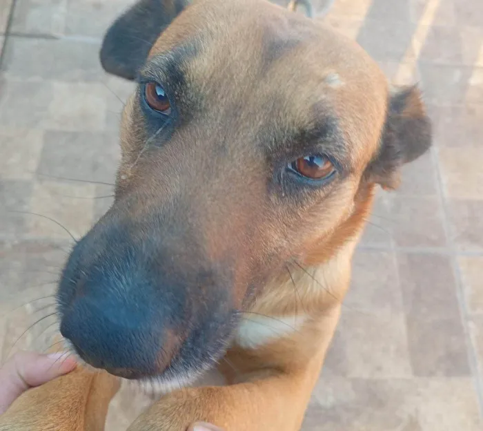 Cachorro ra a SRD-ViraLata idade 2 a 6 meses nome Falar com Roberta - Whats 11 94609-9248