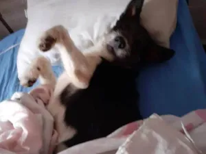 Cachorro raça SRD-ViraLata idade 2 a 6 meses nome Falar com Roberta - Whats 11 94609-9248