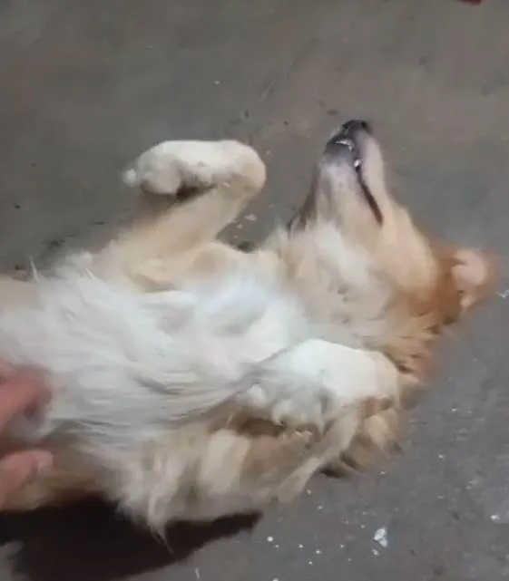 Cachorro ra a SRD-ViraLata idade 2 a 6 meses nome Falar com Genildo - Whats 11 97730-8229
