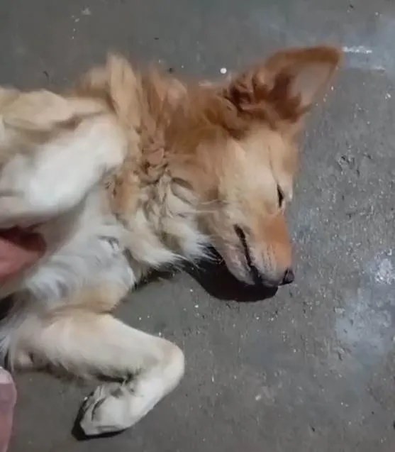 Cachorro ra a SRD-ViraLata idade 2 a 6 meses nome Falar com Genildo - Whats 11 97730-8229