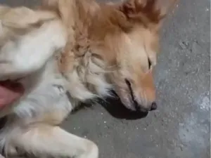 Cachorro raça SRD-ViraLata idade 2 a 6 meses nome Falar com Genildo - Whats 11 97730-8229