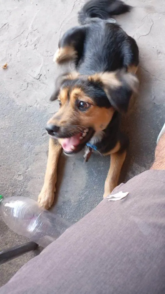 Cachorro ra a SRD-ViraLata idade 2 a 6 meses nome Falar com Ivanildo - Whats 11 7051-5086