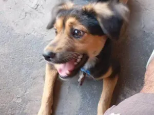 Cachorro raça SRD-ViraLata idade 2 a 6 meses nome Falar com Ivanildo - Whats 11 7051-5086