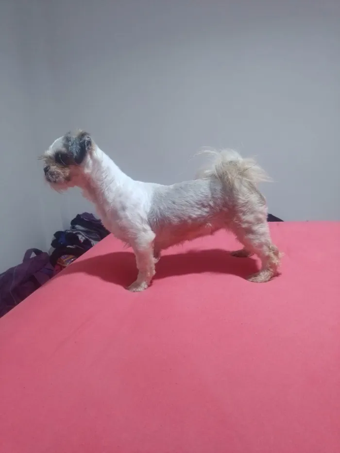 Cachorro ra a Shitzu idade 1 ano nome Bela