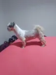 Bela