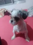 Bela