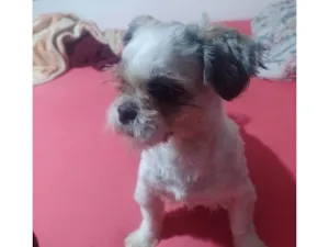 Cachorro raça Shitzu idade 1 ano nome Bela