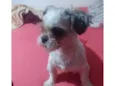 Bela