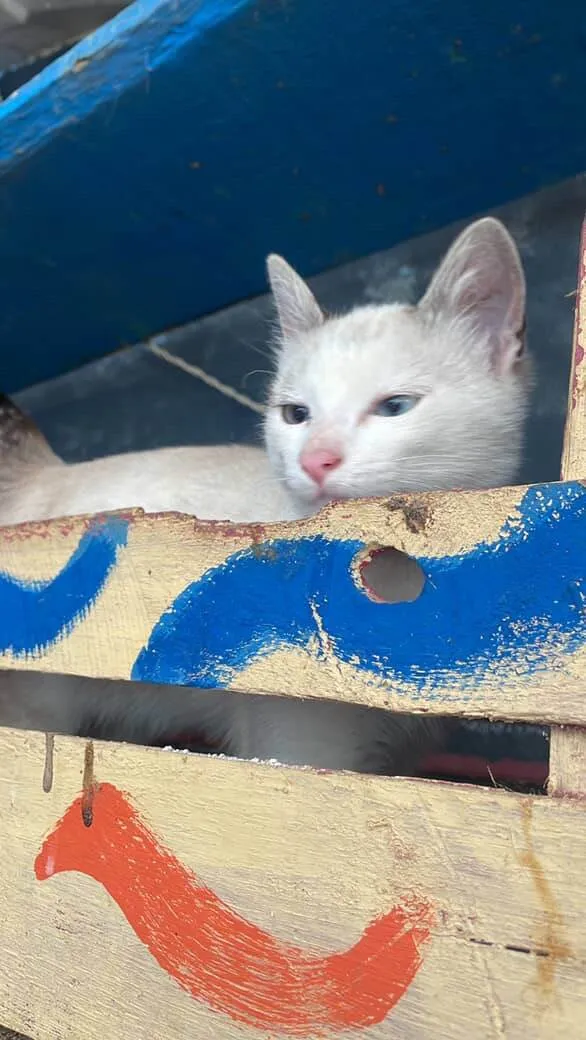 Gato ra a SRD-ViraLata idade 2 a 6 meses nome Alfredo