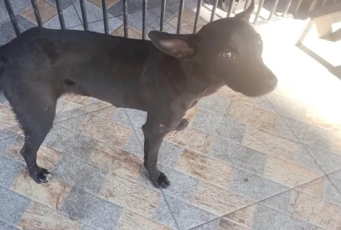 Cachorro ra a SRD-ViraLata idade 2 a 6 meses nome Falar com Gisele - Whats 11 96677-9808