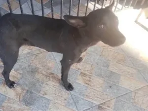 Cachorro raça SRD-ViraLata idade 2 a 6 meses nome Falar com Gisele - Whats 11 96677-9808