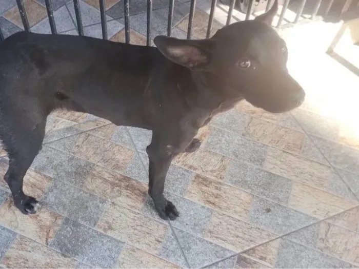 Cachorro ra a SRD-ViraLata idade 2 a 6 meses nome Falar com Gisele - Whats 11 96677-9808
