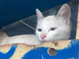Gato raça SRD-ViraLata idade 2 a 6 meses nome Alfredo