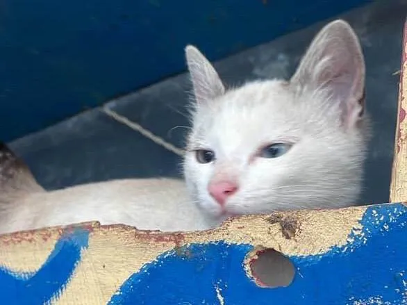 Gato ra a SRD-ViraLata idade 2 a 6 meses nome Alfredo