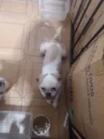 Look look