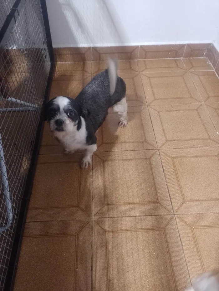 Cachorro ra a Shitzu idade 1 ano nome Pérola