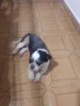 Pérola