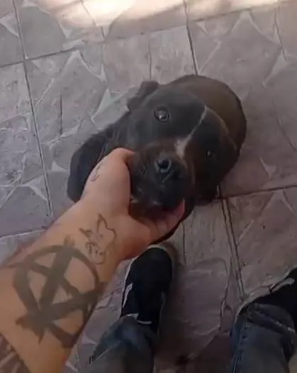 Cachorro ra a SRD-ViraLata idade 2 a 6 meses nome Falar com Matheus - Whats 11 98401-8963