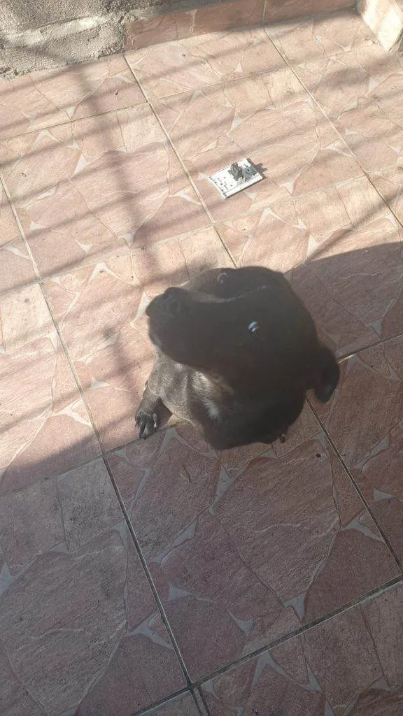 Cachorro ra a SRD-ViraLata idade 2 a 6 meses nome Falar com Matheus - Whats 11 98401-8963