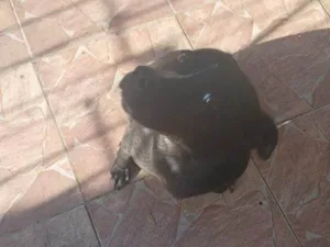 Cachorro raça SRD-ViraLata idade 2 a 6 meses nome Falar com Matheus - Whats 11 98401-8963