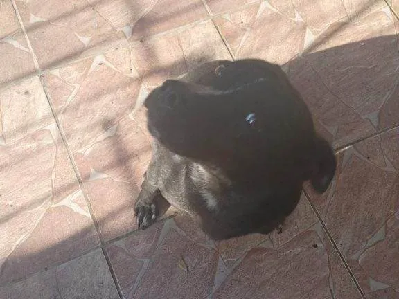 Cachorro ra a SRD-ViraLata idade 2 a 6 meses nome Falar com Matheus - Whats 11 98401-8963