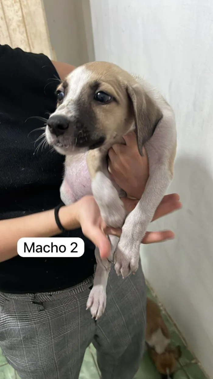 Cachorro ra a SRD-ViraLata idade Abaixo de 2 meses nome Babys fofos
