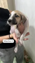 Babys fofos