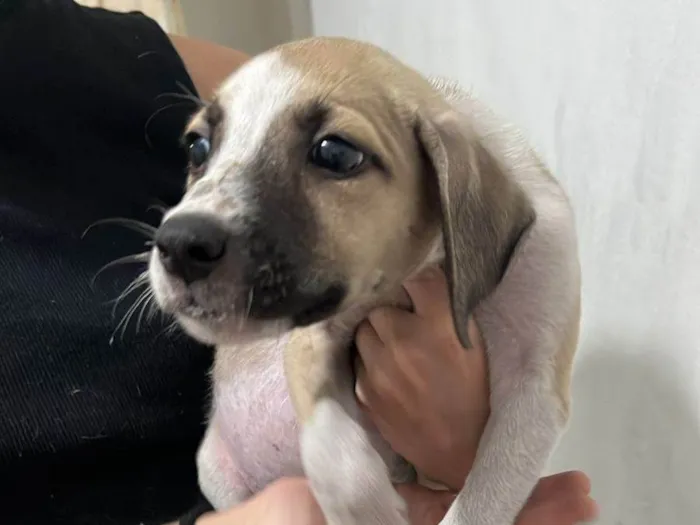 Cachorro ra a SRD-ViraLata idade Abaixo de 2 meses nome Babys fofos