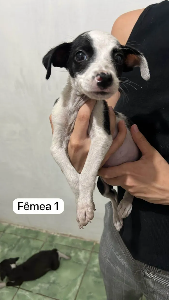 Cachorro ra a SRD-ViraLata idade Abaixo de 2 meses nome Babys fofos