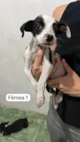 Babys fofos