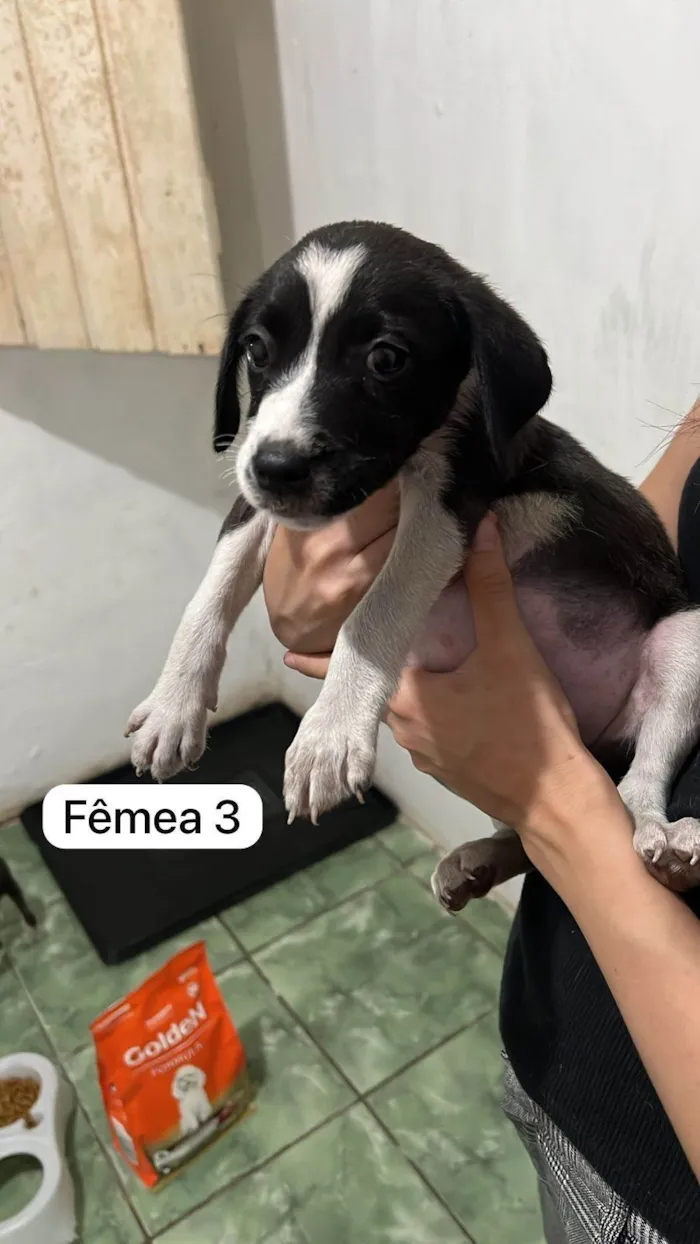 Cachorro ra a SRD-ViraLata idade Abaixo de 2 meses nome Babys fofos
