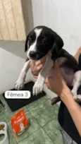 Babys fofos