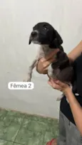 Babys fofos