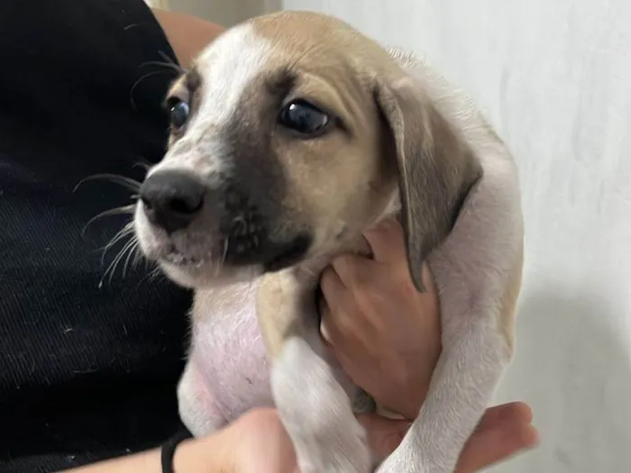 Cachorro ra a SRD-ViraLata idade Abaixo de 2 meses nome Babys fofos