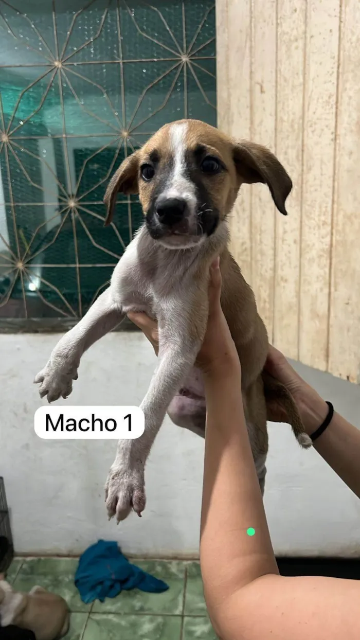 Cachorro ra a SRD-ViraLata idade Abaixo de 2 meses nome Babys fofos