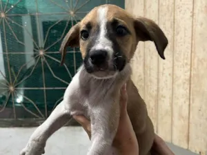 Cachorro raça SRD-ViraLata idade Abaixo de 2 meses nome Babys fofos