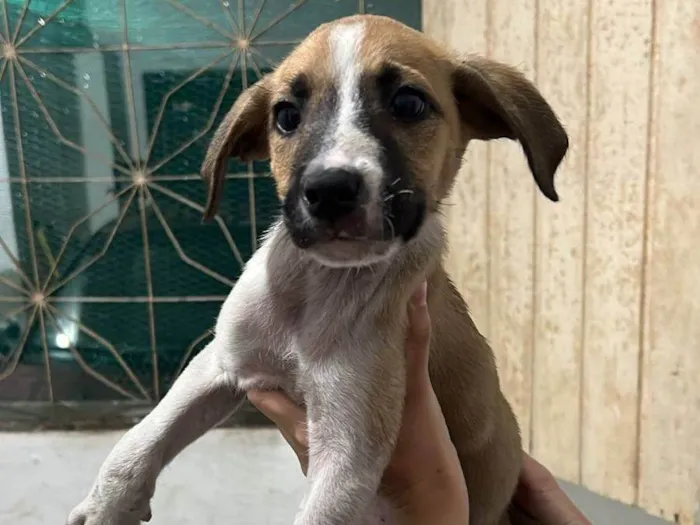 Cachorro ra a SRD-ViraLata idade Abaixo de 2 meses nome Babys fofos