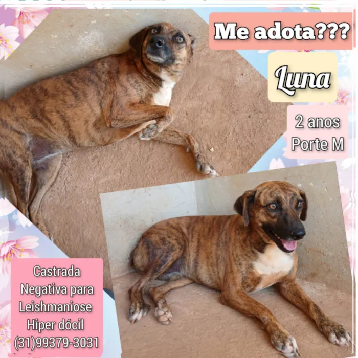 Cachorro ra a SRD-ViraLata idade 2 anos nome Luna