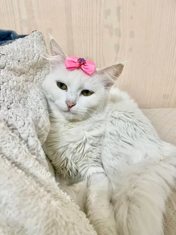 Gato ra a Angorá idade 1 ano nome Neve 