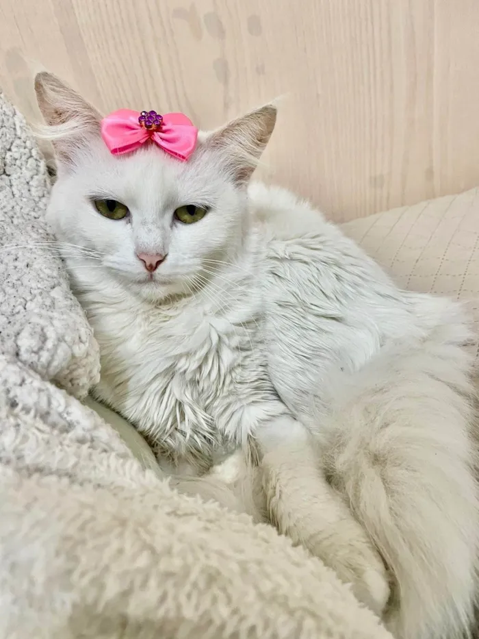 Gato ra a Angorá idade 1 ano nome Neve 