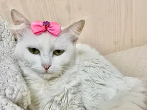 Gato raça Angorá idade 1 ano nome Neve 